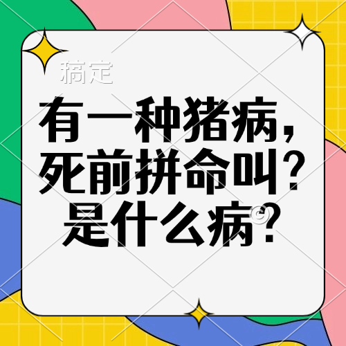 有一种猪病，死前拼命叫？是什么病？