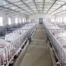 大型猪场建设关键：温控、防疫与采暖系统选型指南