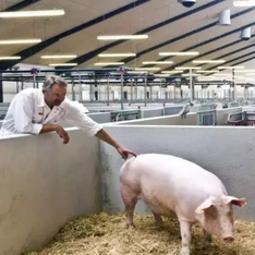 欧洲养猪群养攻略：从地板围栏到管理，减少母猪跛足