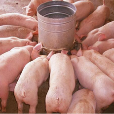 严守九大关卡！猪场生物安全消毒全流程大揭秘