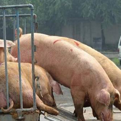 猪场防疫必备！三类常用化学消毒剂介绍