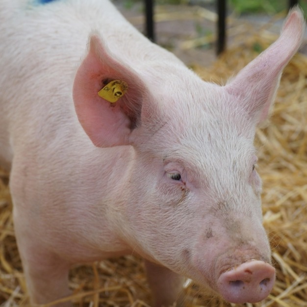 环境卫生 + 防疫漏洞？规模化猪场保育猪养殖问题破解指南