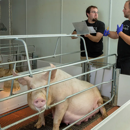 专业解读：猪链球菌感染的临床表现与科学用药策略