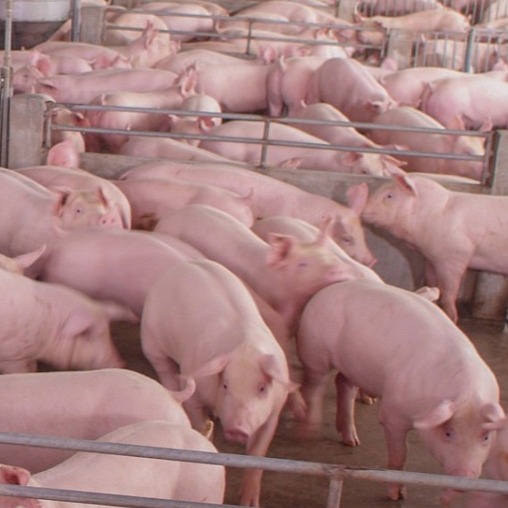 母猪产死胎的现象频发，如何解决？