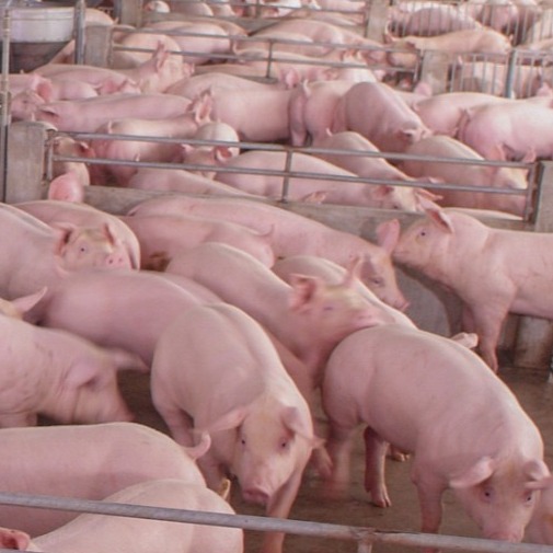 猪皮炎肾病综合症 鉴别和治疗！