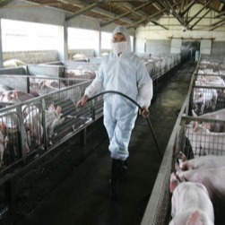 猪场防疫别瞎忙！5 大常见问题对症解决