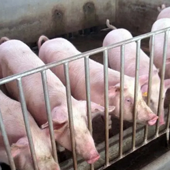 猪场消毒剂分类与全场景消毒指南！