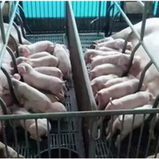 猪场越冬必看：非瘟防控核心要点