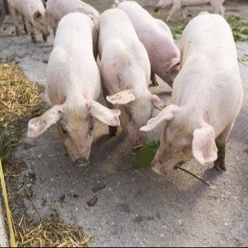 猪耳发紫咋回事？病理机制与实用诊断流程全