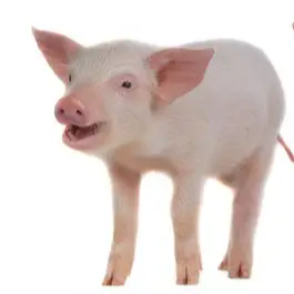 冬季猪场"保卫战"全攻略&mdash;&mdash;疫病防控，精准聚焦，主动出击