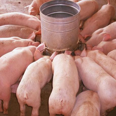 冬季猪场生存指南：4类12种疾病图鉴+应急处理流程图