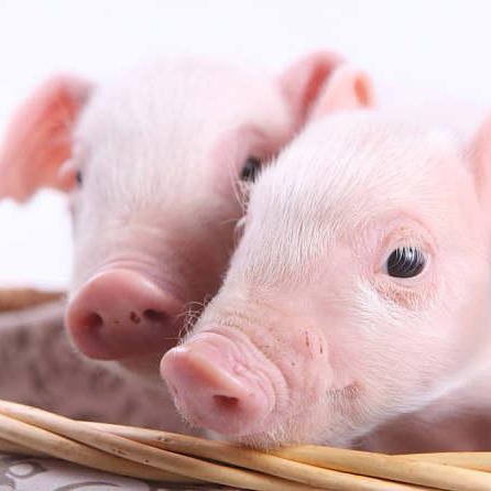 冬季猪场"保卫战"全攻略&mdash;&mdash;环境精细调控，平衡保温与通风的艺术