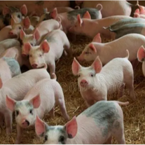 冬季猪流感大揭秘：从症状到防治，一篇全掌握