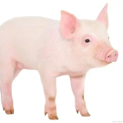 冬季猪场"保卫战"全攻略&mdash;&mdash;环境精细调控，平衡保温与通风的艺术