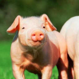 告别断奶腹泻！手把手教你养好保育