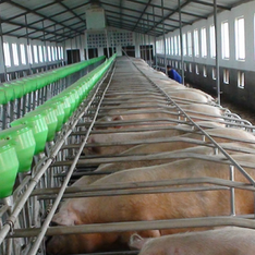 母猪保胎技术：让每头母猪都多产健仔