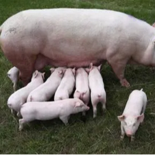 如何挑选良种的后备母猪？