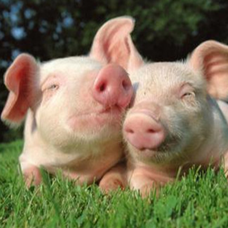 死亡率50%的&ldquo;隐形杀手&rdquo;！谈谈猪副嗜血杆菌病的诊断与治疗