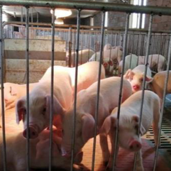 猪高烧不退是怎么回事？一文说清猪流感、猪瘟、猪肺疫防治