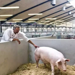 猪链球菌脑炎和伪狂犬的区分及治疗全攻略