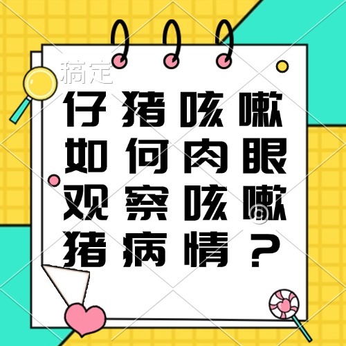仔猪咳嗽如何肉眼观察咳嗽猪病情？