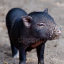 2026年养猪行业有望迎来猪周期拐点！