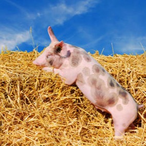 预测2026年猪价轨迹！&ldquo;年初探底&rarr;季中回升&rarr;年中冲高&rarr;年末企稳&rdquo;，养猪人全年布局指南