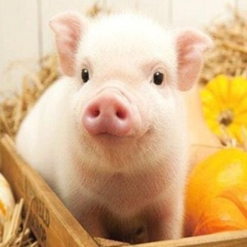 20个养猪关键技术，带你实现多产仔！多出栏！多赚钱！