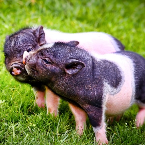 国内首个全链条减抗生猪产品评价团体标准发布，推动食品安全与养殖转型