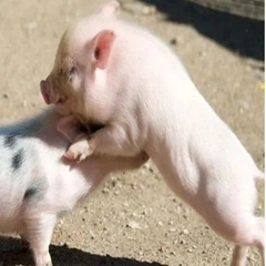 必看！从死猪身上总结出来的几点经验！