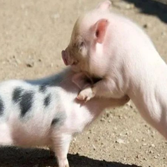 被称为猪场冷血杀手回肠炎，怎么治疗才不反复？