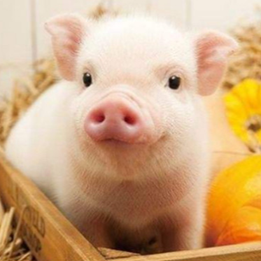 猪气喘病怎么防治？3分钟学会