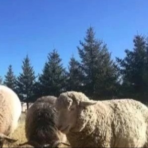 决定养羊成败的&ldquo;五个关键&rdquo;