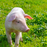 猪伪狂犬致腹泻高发难治？这些原因与控制策略必知！