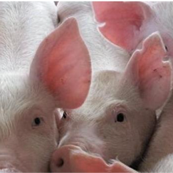 &ldquo;亏损&rdquo;是2025年猪市客观事实 然上市猪企出栏规模仍处于增长态势