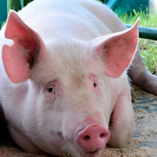 猪价持续攀升，多地上涨明显！12月业绩披露，&ldquo;量增价跌&rdquo;成行业发展关键研判！