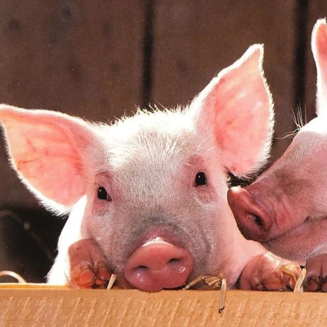 雷霆上涨！连续3周反弹，猪价一路&ldquo;高歌猛进&rdquo;？警惕表象下的弱现实！