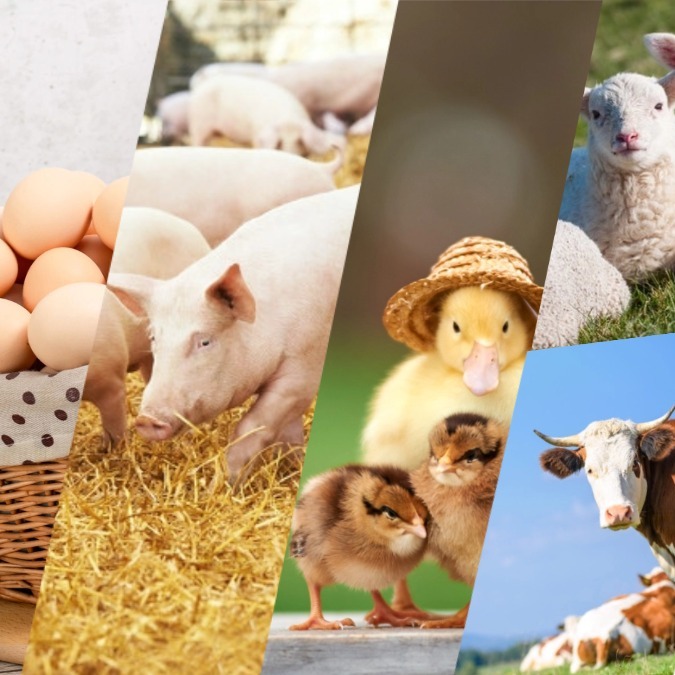 猪价小幅回调〡做好管理！2025年我国养殖业主要动物疫病发病情况