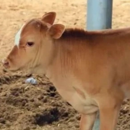 防治犊牛腹泻的高招，很详细、非常有效！