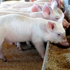 仔猪早期生理性脱水？应该这样做......