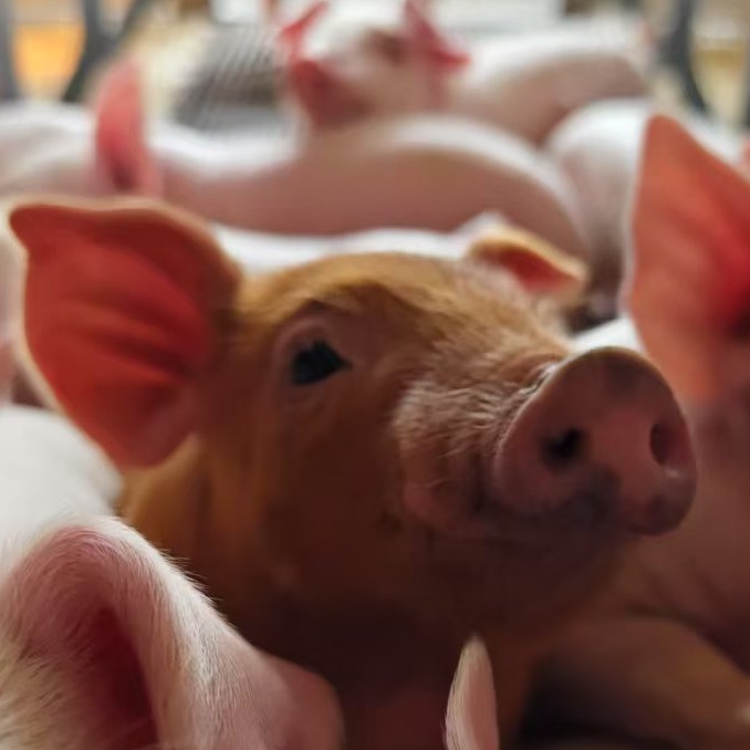 育肥猪每日巡栏详细步骤与观察重点