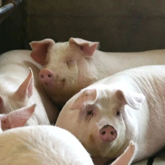 育肥猪中大猪阶段零星苍白死亡原因分析及排查流程