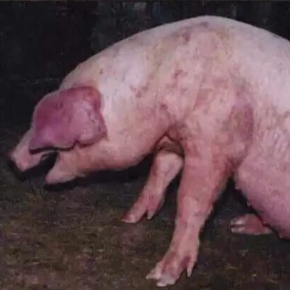 猪急性呼吸道疾病个体紧急支持治疗指南