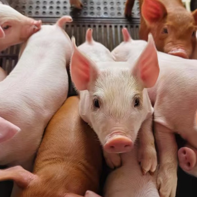 &ldquo;一点式&rdquo;猪场PRRSV净化实践：&ldquo;延迟清群+精准监测&rdquo;策略，也可实现全群转阴