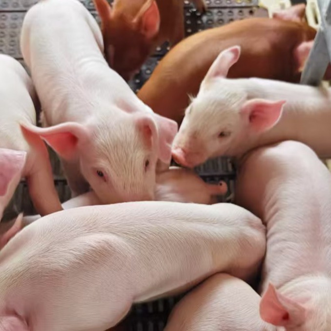 保育猪栏功能划分及病弱猪转栏标准详解