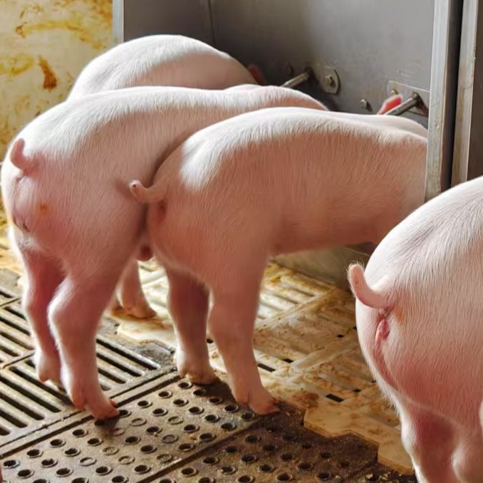 蓝耳不稳定高流行猪场的断奶苗如何减少下游死淘
