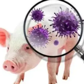  猪感染了蓝耳病如何判断