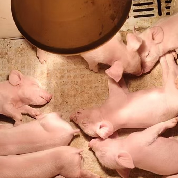 受胎率低、产仔少？90%养殖户都忽略了母猪人工输精的这些关键细节！