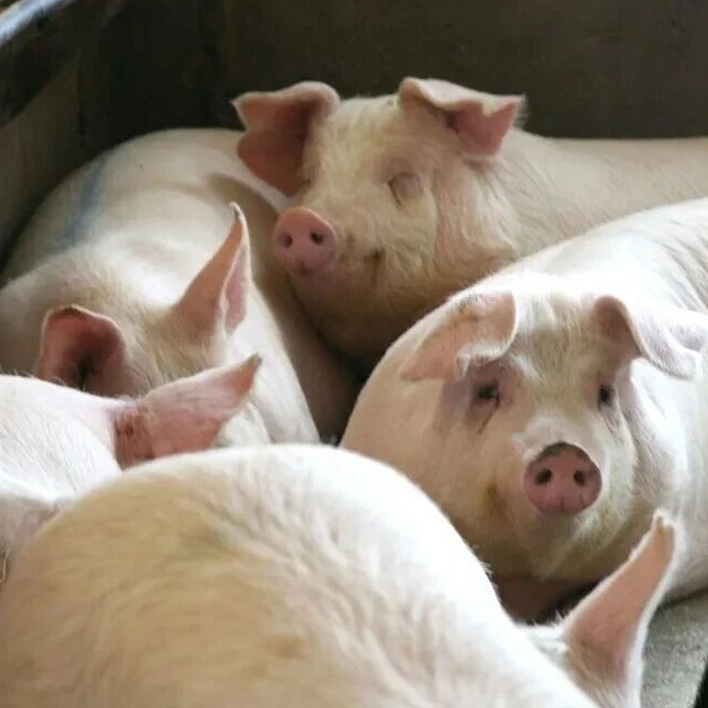 常用兽药配伍禁忌表