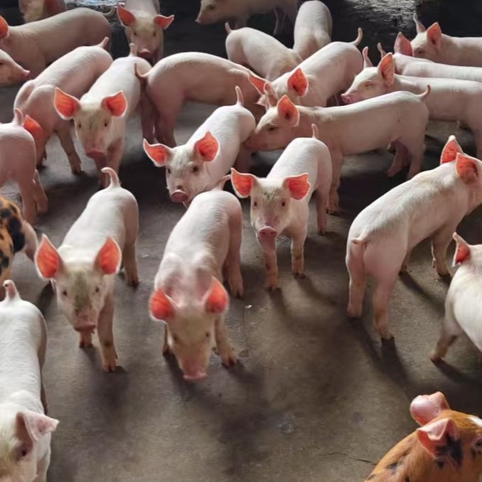 氟苯尼考的应用关键技术点及联合配伍的几种情形